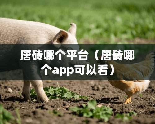 唐砖哪个平台（唐砖哪个app可以看）