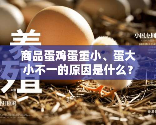 商品蛋鸡蛋重小、蛋大小不一的原因是什么？