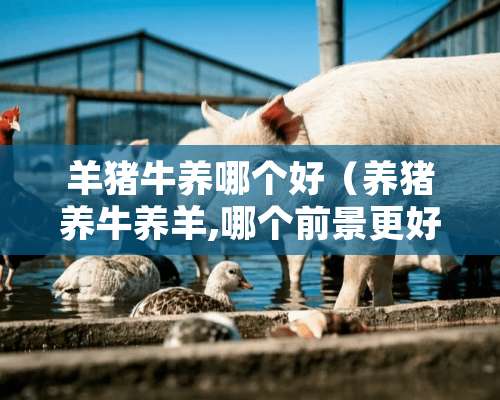 羊猪牛养哪个好（养猪养牛养羊,哪个前景更好?经理人分享）