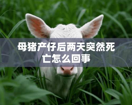 母猪产仔后两天突然死亡怎么回事