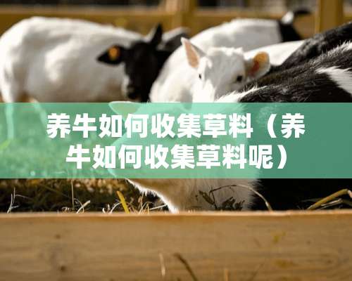 养牛如何收集草料（养牛如何收集草料呢）