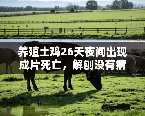 养殖土鸡26天夜间出现成片死亡，解刨没有病状，怎么解决啊？求助