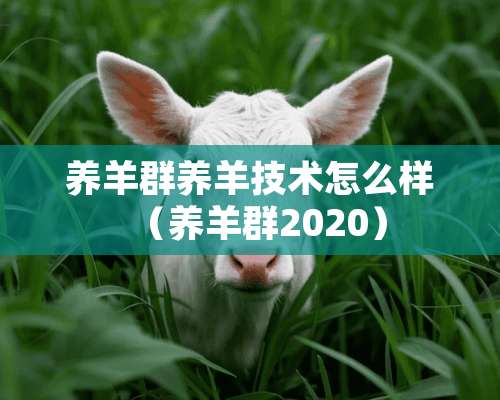 养羊群养羊技术怎么样（养羊群2020）