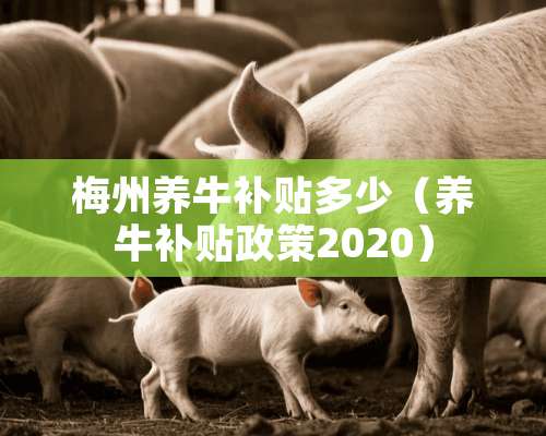 梅州养牛补贴多少（养牛补贴政策2020）