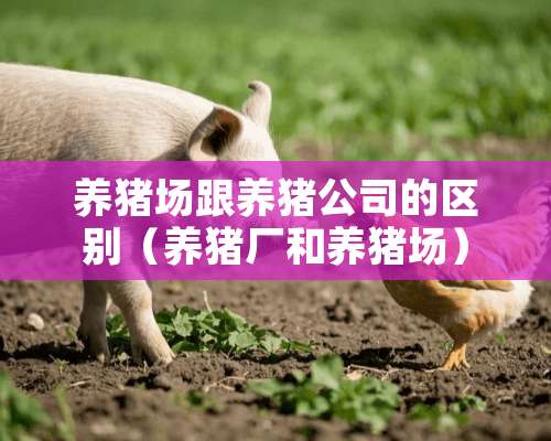 养猪场跟养猪公司的区别（养猪厂和养猪场）