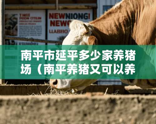 南平市延平多少家养猪场（南平养猪又可以养了吗）