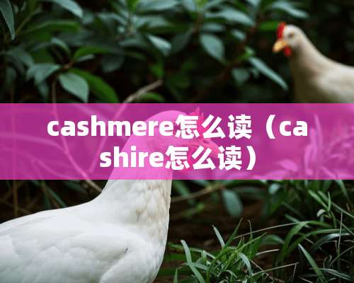 cashmere怎么读（cashire怎么读）