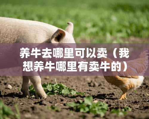 养牛去哪里可以卖（我想养牛哪里有卖牛的）