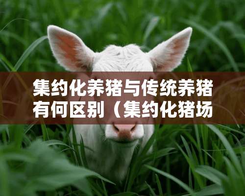 集约化养猪与传统养猪有何区别（集约化猪场是什么意思）