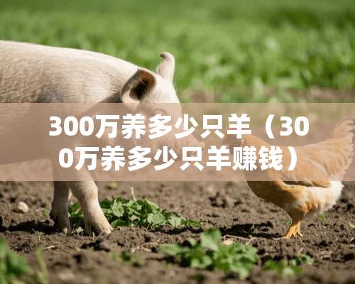 300万养多少只羊（300万养多少只羊赚钱）