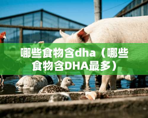 哪些食物含dha（哪些食物含DHA最多）