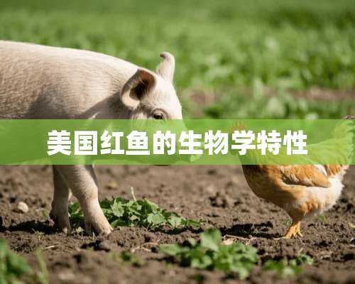 美国红鱼的生物学特性