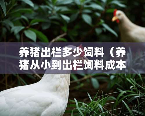 养猪出栏多少饲料（养猪从小到出栏饲料成本需要多少钱?）