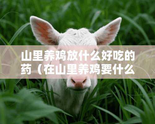 山里养鸡放什么好吃的药（在山里养鸡要什么技术）