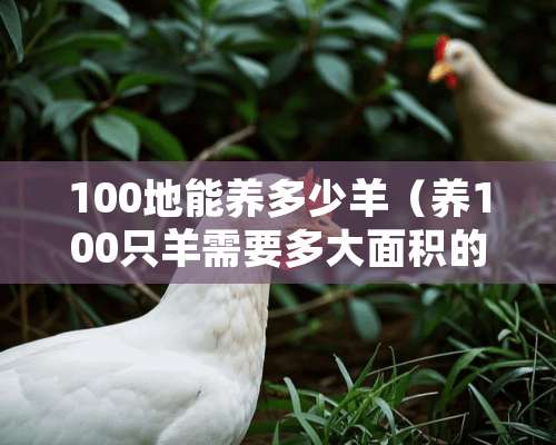 100地能养多少羊（养100只羊需要多大面积的养殖场）