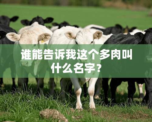 谁能告诉我这个多肉叫什么名字？