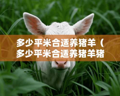 多少平米合适养猪羊（多少平米合适养猪羊猪）