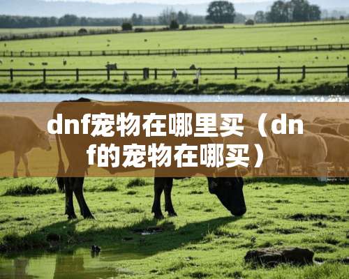 dnf宠物在哪里买（dnf的宠物在哪买）