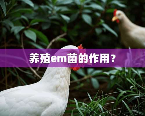 养殖em菌的作用？