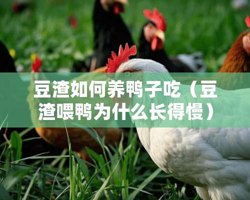 豆渣如何养鸭子吃（豆渣喂鸭为什么长得慢）