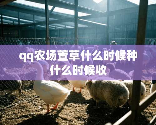 qq农场萱草什么时候种什么时候收