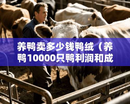 养鸭卖多少钱鸭绒（养鸭10000只鸭利润和成本）