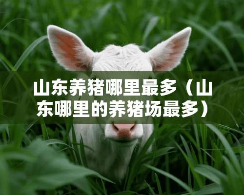 山东养猪哪里最多（山东哪里的养猪场最多）