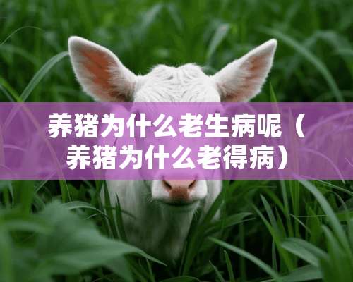 养猪为什么老生病呢（养猪为什么老得病）