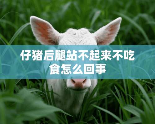 仔猪后腿站不起来不吃食怎么回事