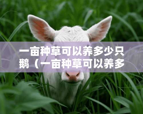 一亩种草可以养多少只鹅（一亩种草可以养多少只鹅呢）