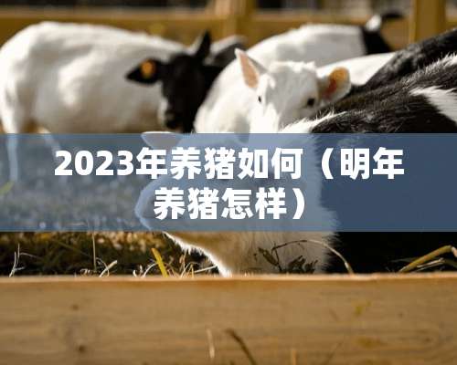 2023年养猪如何（明年养猪怎样）