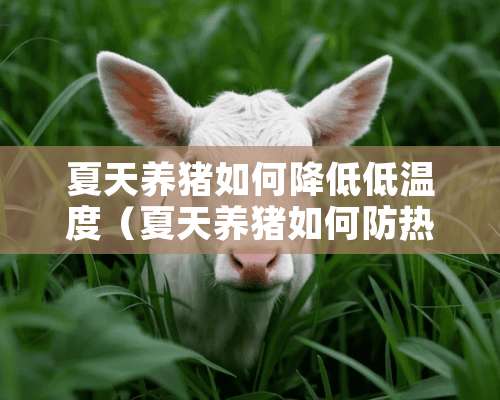 夏天养猪如何降低低温度（夏天养猪如何防热）