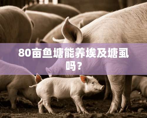 80亩鱼塘能养埃及塘虱吗？