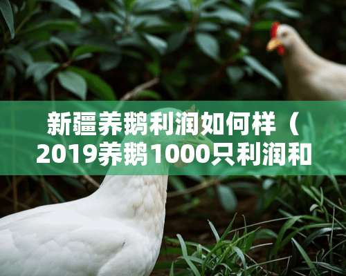 新疆养鹅利润如何样（2019养鹅1000只利润和成本）