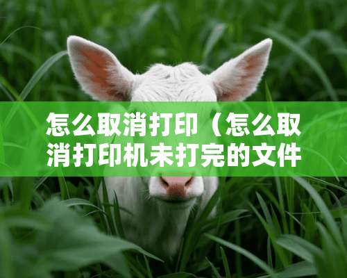 怎么取消打印（怎么取消打印机未打完的文件）