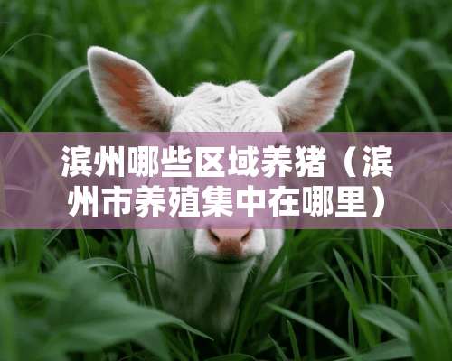 滨州哪些区域养猪（滨州市养殖集中在哪里）