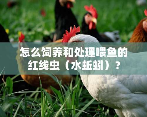 怎么饲养和处理喂鱼的红线虫（水蚯蚓）？