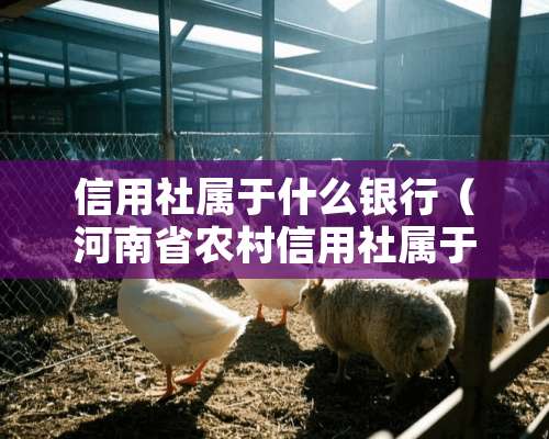 信用社属于什么银行（河南省农村信用社属于什么银行）