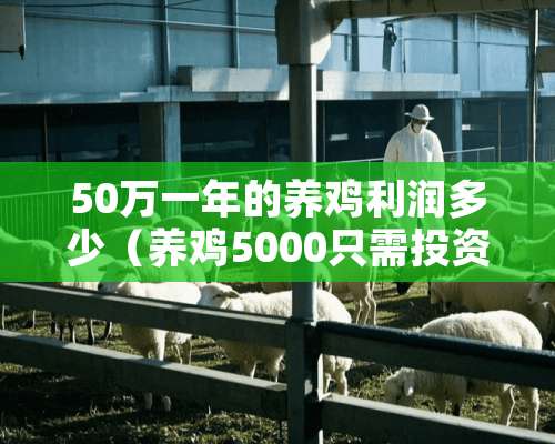 50万一年的养鸡利润多少（养鸡5000只需投资多少钱?一年能收多少钱）