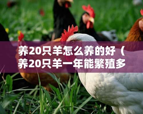 养20只羊怎么养的好（养20只羊一年能繁殖多少只）