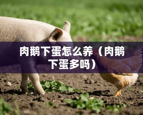 肉鹅下蛋怎么养（肉鹅下蛋多吗）