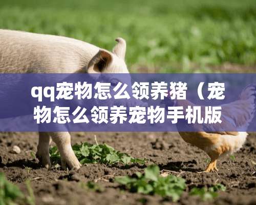 qq宠物怎么领养猪（宠物怎么领养宠物手机版）