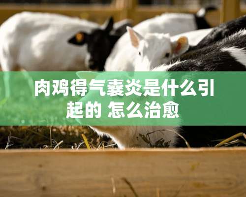 肉鸡得气囊炎是什么引起的 怎么治愈