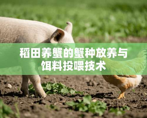 稻田养蟹的蟹种放养与饵料投喂技术