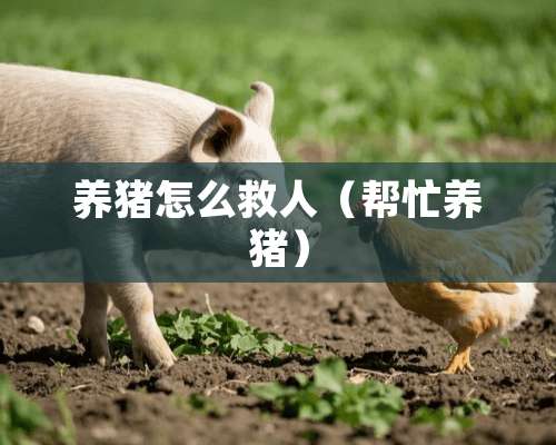 养猪怎么救人（帮忙养猪）