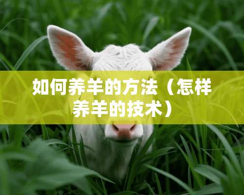 如何养羊的方法（怎样养羊的技术）