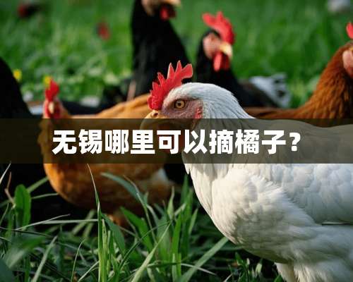 无锡哪里可以摘橘子？