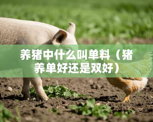 养猪中什么叫单料（猪养单好还是双好）