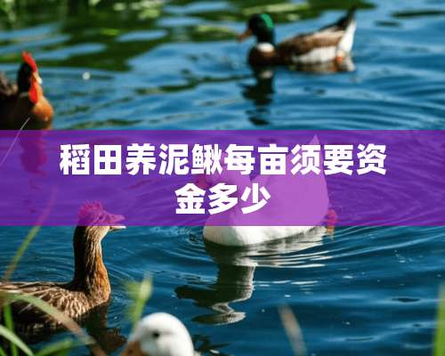 稻田养泥鳅每亩须要资金多少