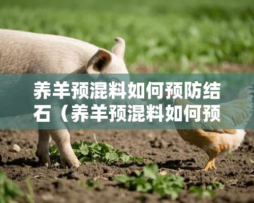 养羊预混料如何预防结石（养羊预混料如何预防结石呢）